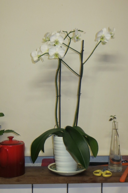 Small Orchid.jpg